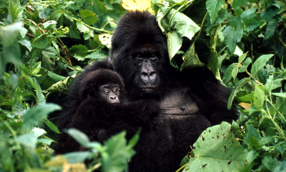 gorilla with young